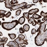 NBP1-85242 - DSPP