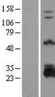 NBL1-10030 - DTD1 Lysate