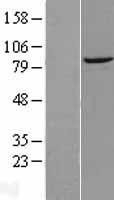 NBL1-10038 - DTX3L Lysate
