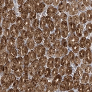 NBP1-87961 - DULLARD