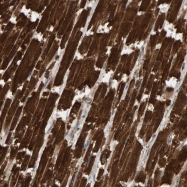 NBP1-84962 - DUS1L