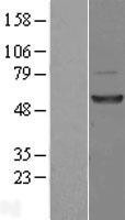 NBL1-10042 - DUS1L Lysate