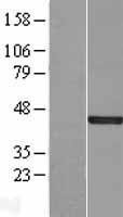 NBL1-10056 - DUSP5 Lysate