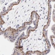 NBP1-82641 - DUSP9 / MKP4