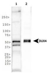 NBP1-49552 - DUX4 / DUX10