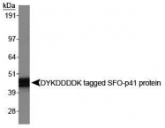 NBP1-06712 - DYKDDDDK Epitope Tag