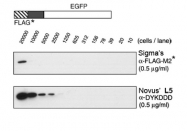 NBP1-06712 - DYKDDDDK Epitope Tag