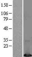 NBL1-10073 - DYNLT1 Lysate