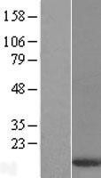 NBL1-10074 - DYNLT3 Lysate