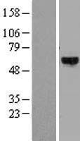 NBL1-10078 - DYRK4 Lysate