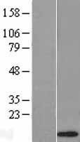 NBL1-09818 - Defensin alpha 1 Lysate