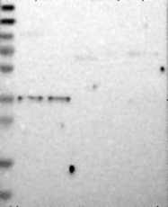 NBP1-87471 - Delta-type opioid receptor