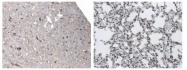 NB110-85474 - Dendritic cells