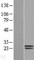 NBL1-10005 - Dermatopontin Lysate