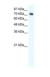 NBP1-58318 - Dishevelled-1 / DVL1
