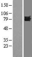 NBL1-10061 - Dishevelled / Dvl1 Lysate