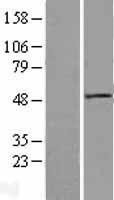 NBL1-10062 - Dishevelled / Dvl1 Lysate