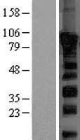NBL1-10063 - Dishevelled 2 Lysate