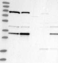 NBP1-87903 - DNAJC9
