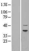 NBL1-17263 - Dnmt2 Lysate