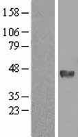 NBL1-09971 - Dnmt3L Lysate