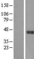 NBL1-09972 - Dnmt3L Lysate