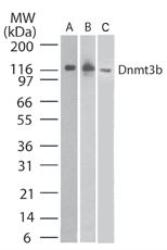NB100-56514 - DNMT3B