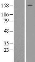 NBL1-09984 - Dot1L Lysate