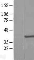 NBL1-10003 - Dppa4 Lysate