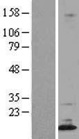 NBL1-10004 - Dppa5 Lysate