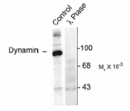 NB300-209 - Dynamin-1