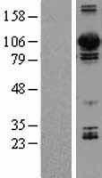 NBL1-09969 - Dynamin 3 Lysate
