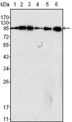 NB110-60491 - Dynamin-1