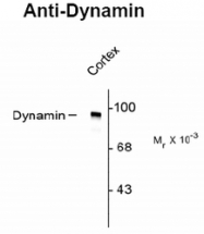 NB100-61094 - Dynamin-1