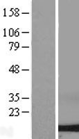 NBL1-10071 - Dynein Lysate