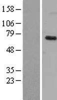 NBL1-10075 - Dyrk1B Lysate