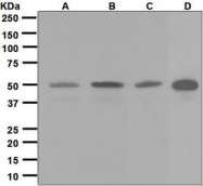 NBP1-95956 - Dysbindin