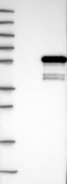 NBP1-85298 - Dysbindin