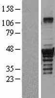 NBL1-10034 - Dysbindin Lysate