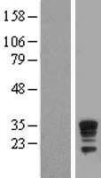 NBL1-10035 - Dysbindin Lysate