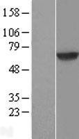 NBL1-10033 - Dystrobrevin beta Lysate