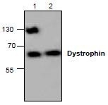 NBP1-45532 - Dystrophin / DMD