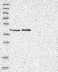 NBP1-89704 - ERAL1 / HERA