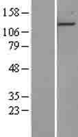 NBL1-14350 - EDR1 / PHC1 Lysate