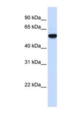 NBP1-55245 - EEF1A2