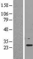 NBL1-10122 - EEF1B2 Lysate
