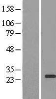 NBL1-10123 - EEF1B2 Lysate