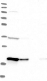 NBP1-89186 - EEF1E1