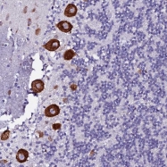 NBP1-91862 - EEF1G