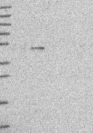 NBP1-91862 - EEF1G